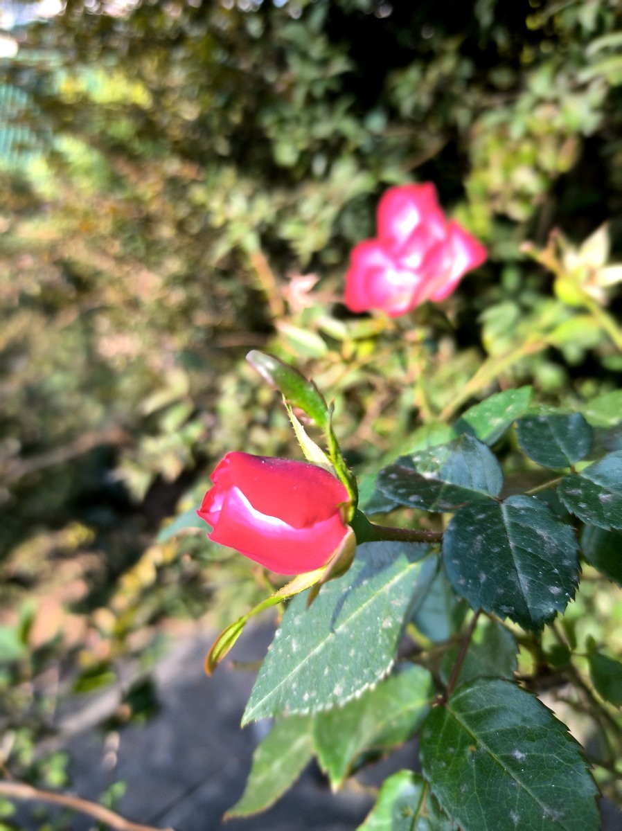 2025春节 广东行（43）潮南历史   峡山商场