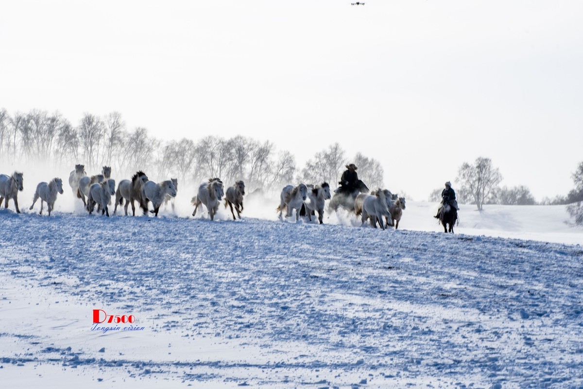 策马奔腾（73）