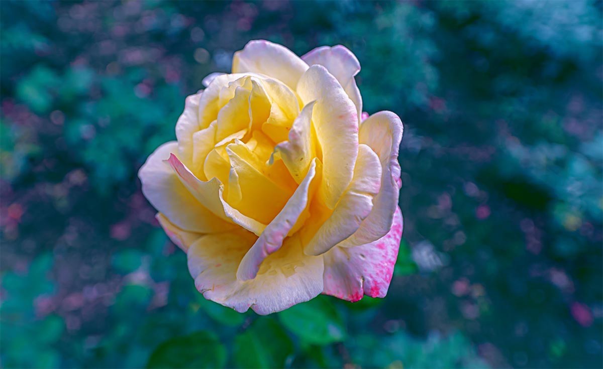 花                                       卉