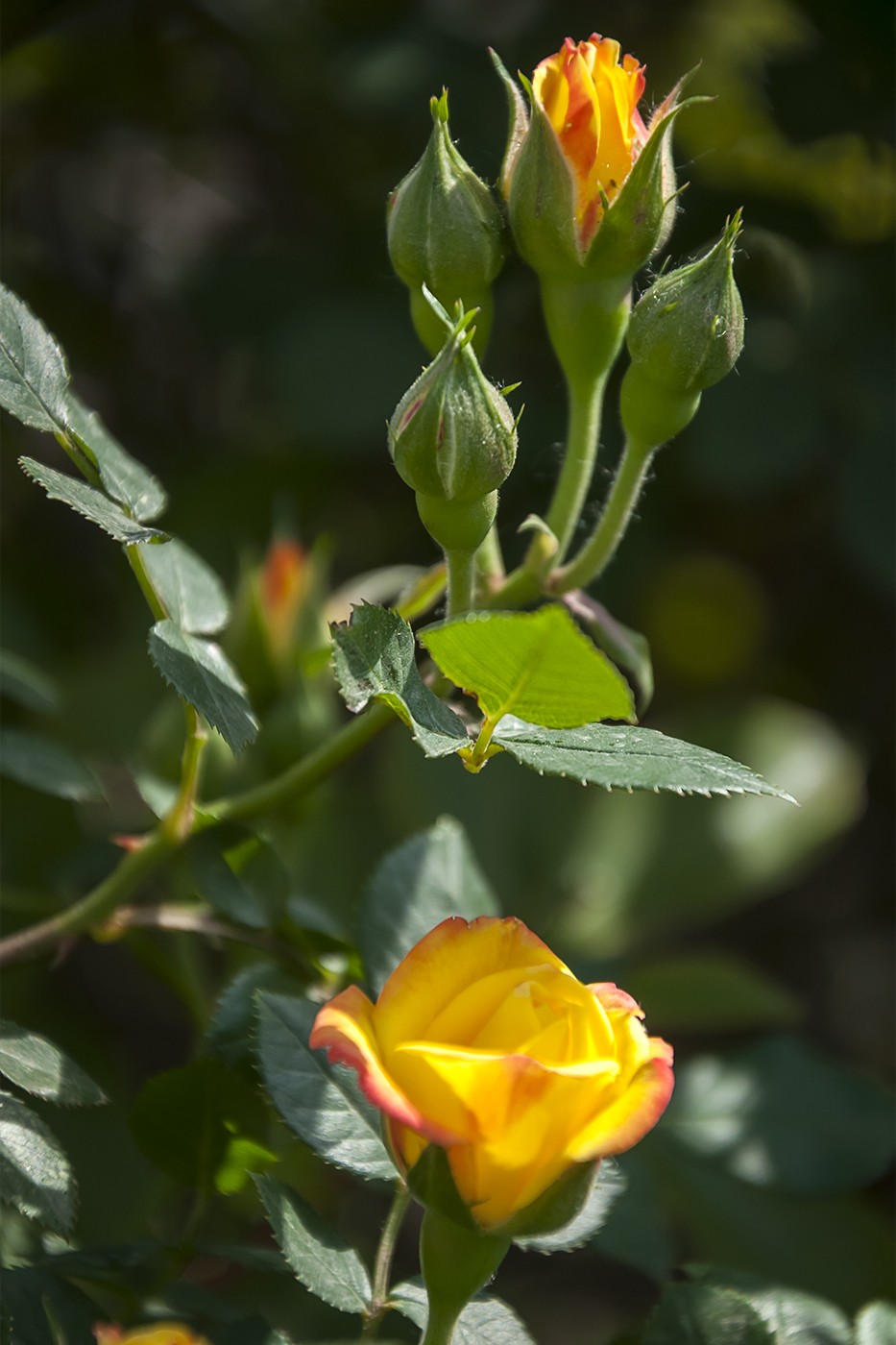 娇艳的蔷薇花-1