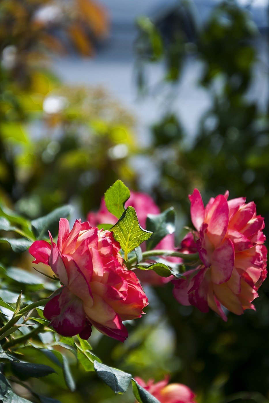 娇艳的蔷薇花-1