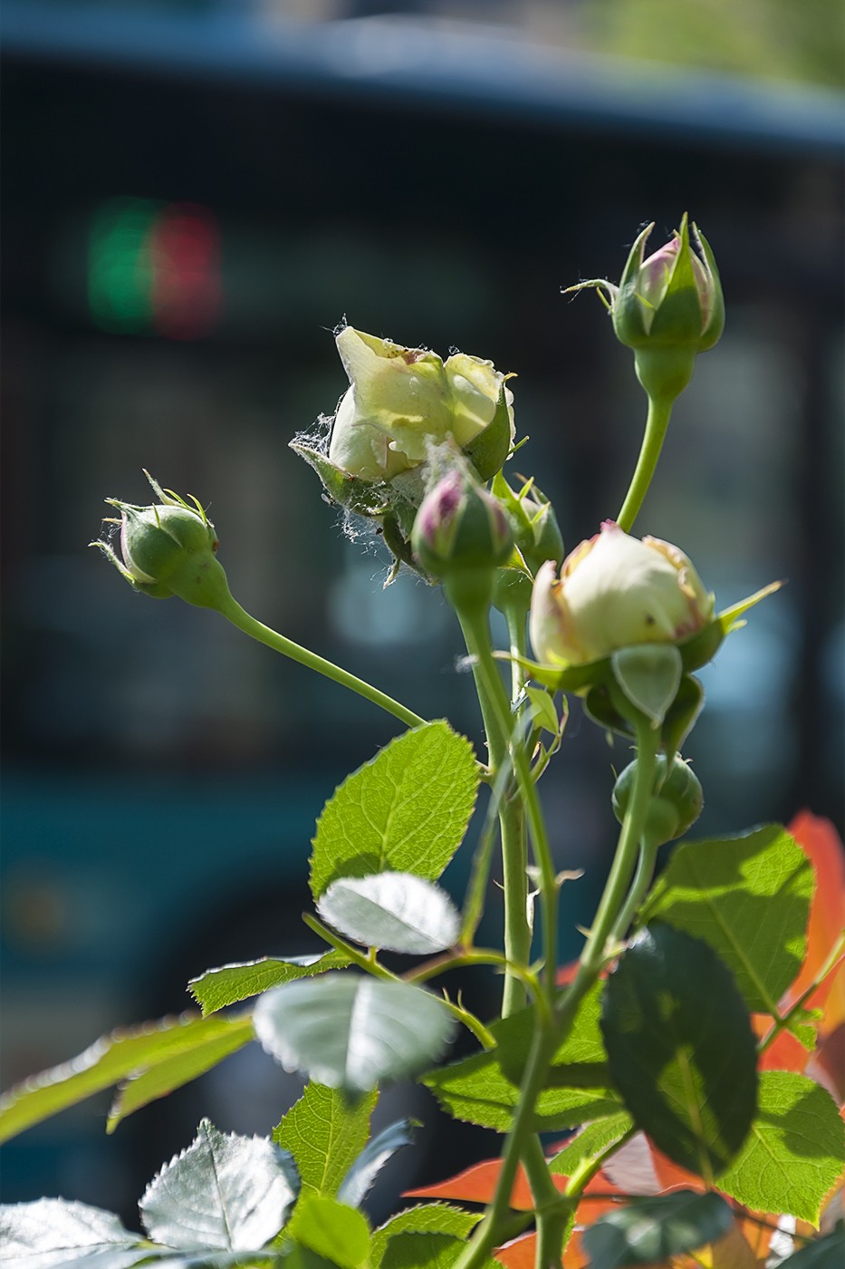 娇艳的蔷薇花-1