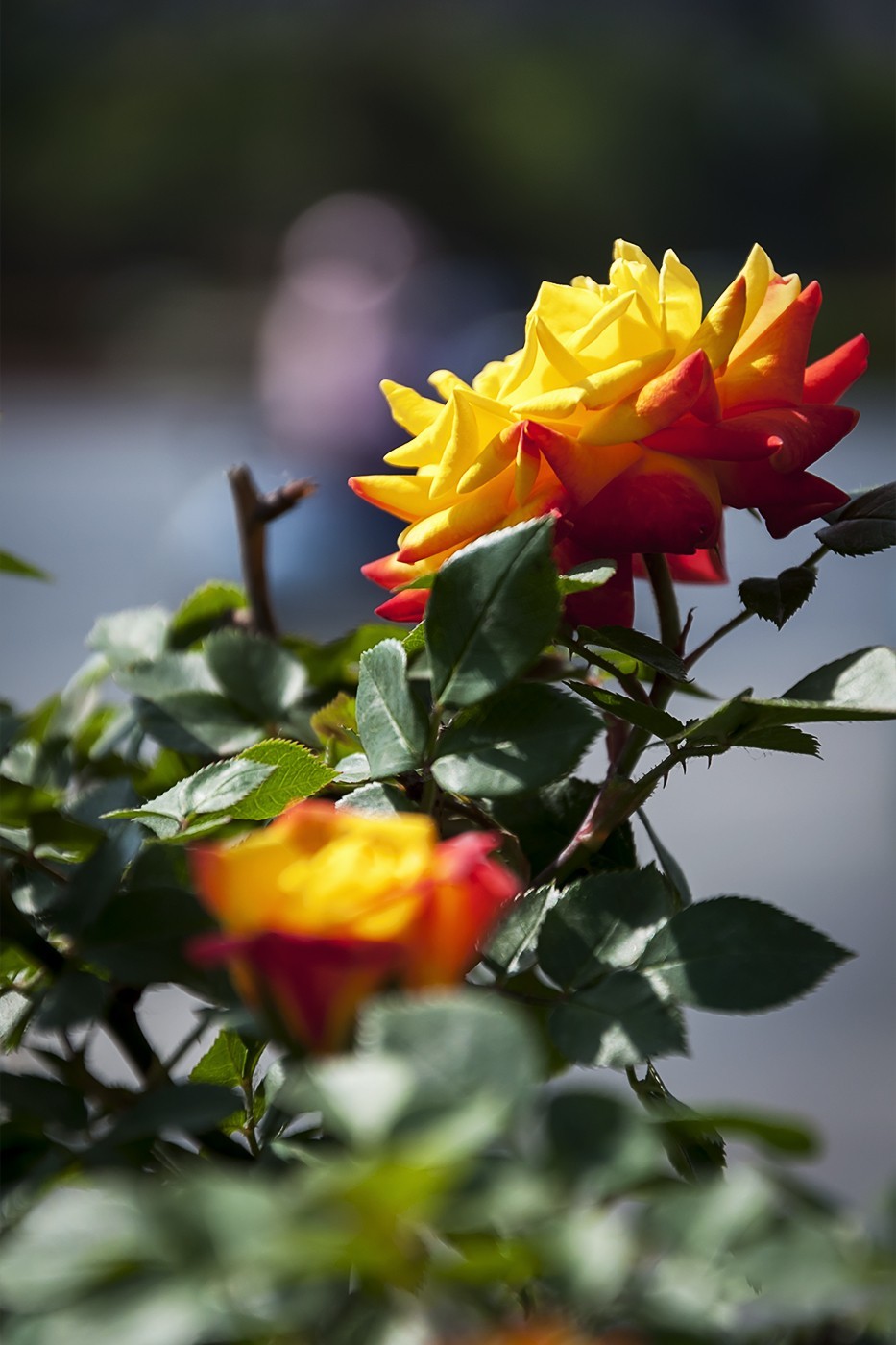 娇艳的蔷薇花-1