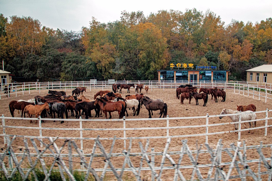 行走在--坝上草原【9】