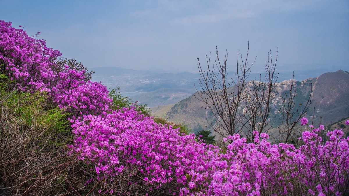 大 黑 山 上 杜 鹃 红 （ 二 ）
