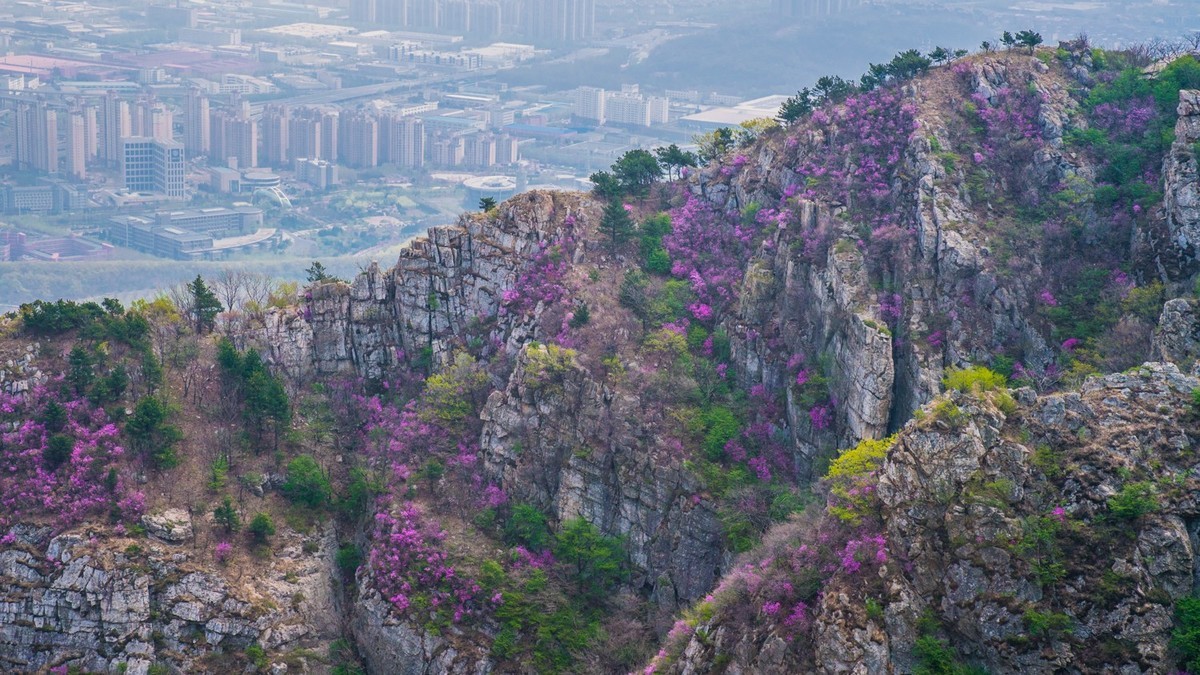 大 黑 山 上 杜 鹃 红 （ 二 ）