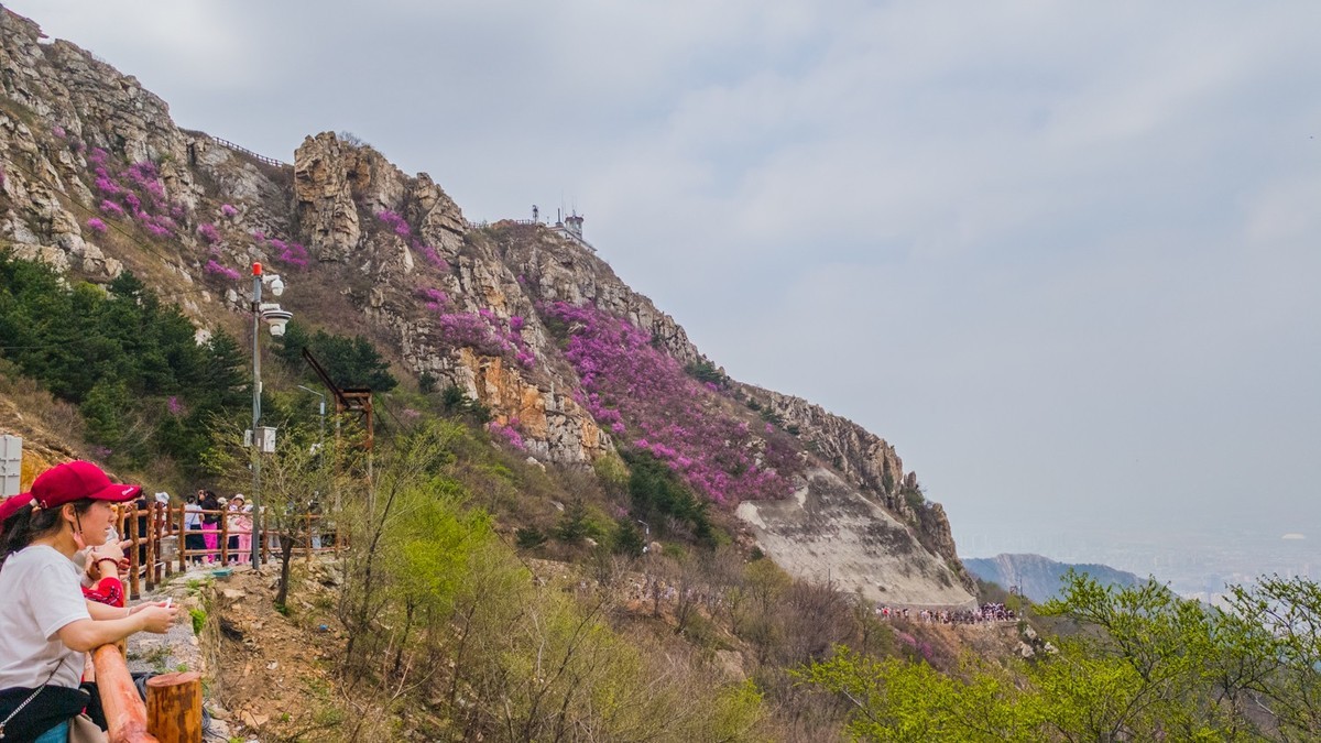 大 黑 山 上 杜 鹃 红 （ 二 ）
