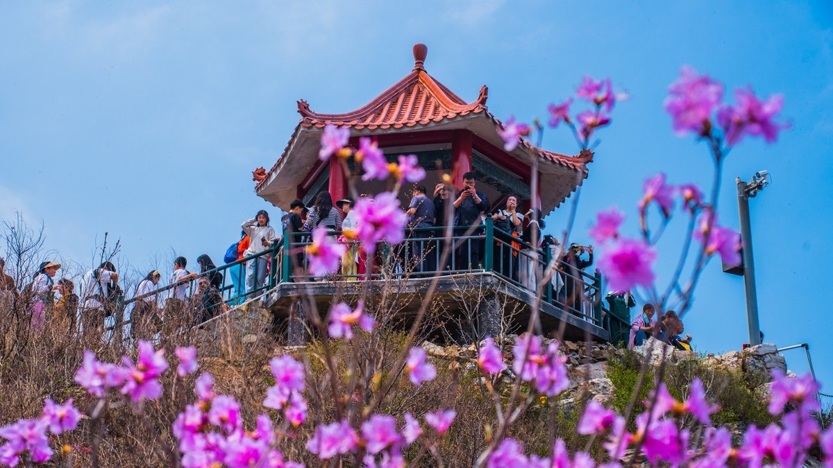 大 黑 山 上 杜 鹃 红 （ 二 ）