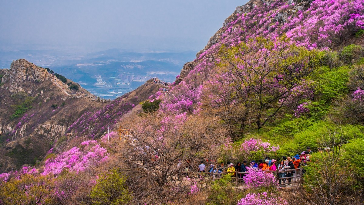 大 黑 山 上 杜 鹃 红 （ 二 ）