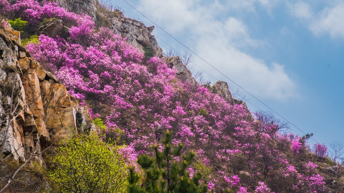 大 黑 山 上 杜 鹃 红 （ 二 ）