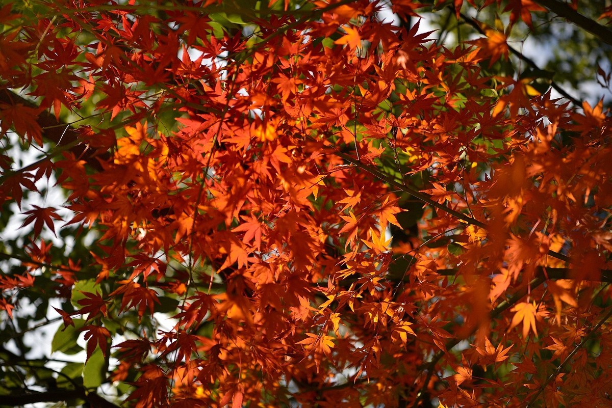 深秋之际：叶黄枫红，习拍咏颂