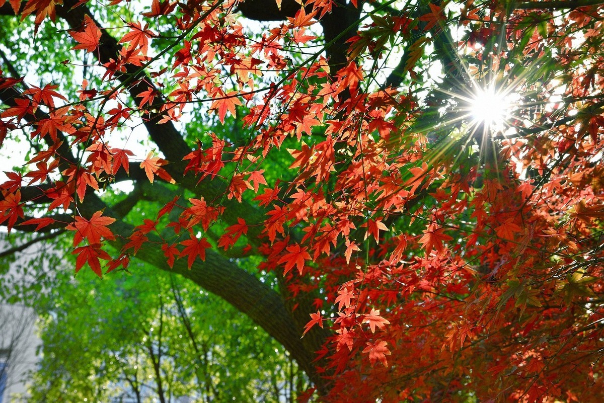 深秋之际：叶黄枫红，习拍咏颂