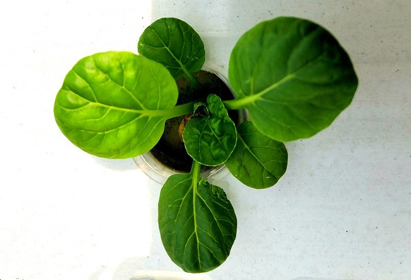 G03【不老松：纪实摄影】高绿科技智慧农业园！(09)