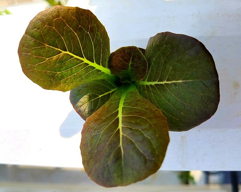 G03【不老松：纪实摄影】高绿科技智慧农业园！(09)