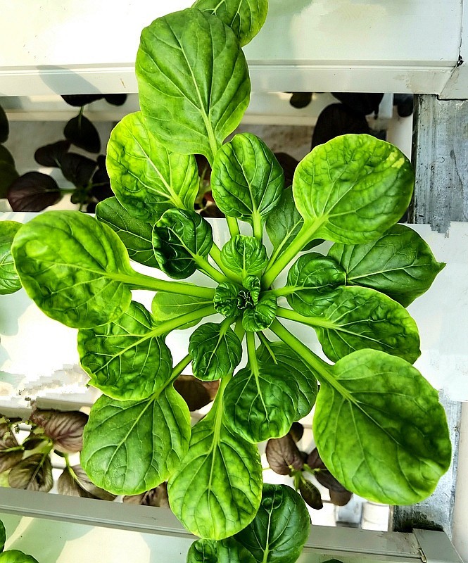 G03【不老松：纪实摄影】高绿科技智慧农业园！(09)