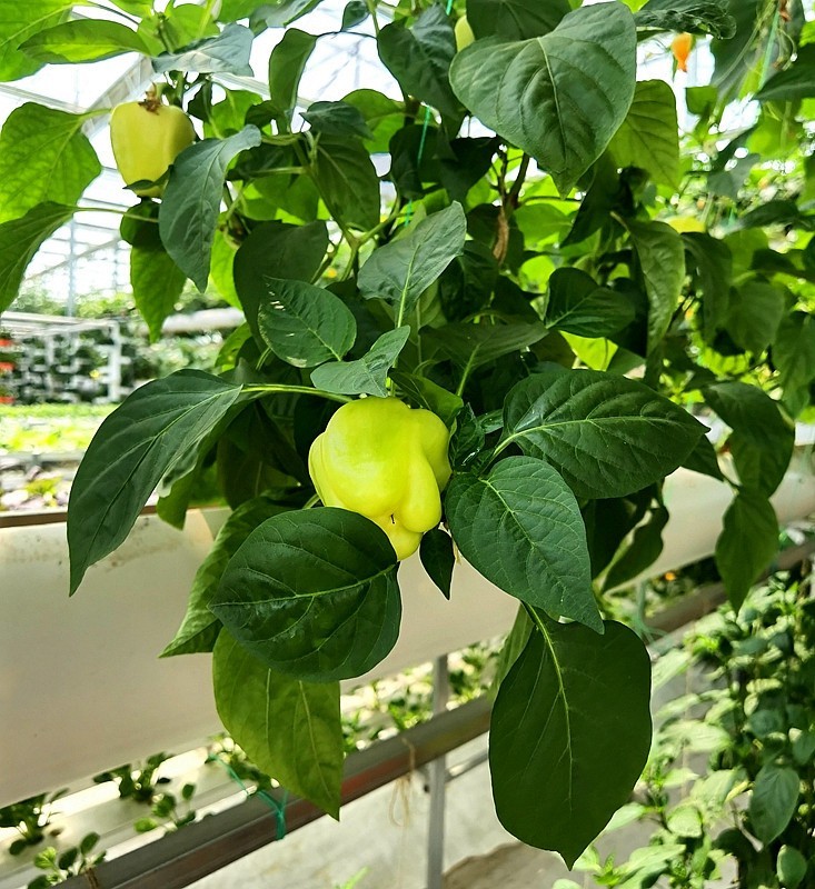 G03【不老松：纪实摄影】高绿科技智慧农业园！(09)