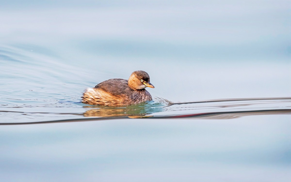 #花开春光寻美景#——草长莺飞  春光明媚