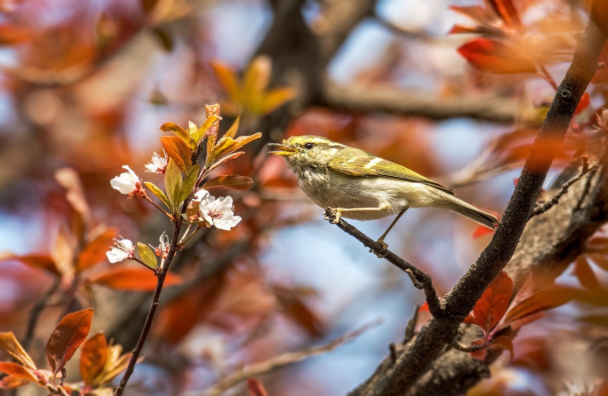 #花开春光寻美景#——草长莺飞  春光明媚