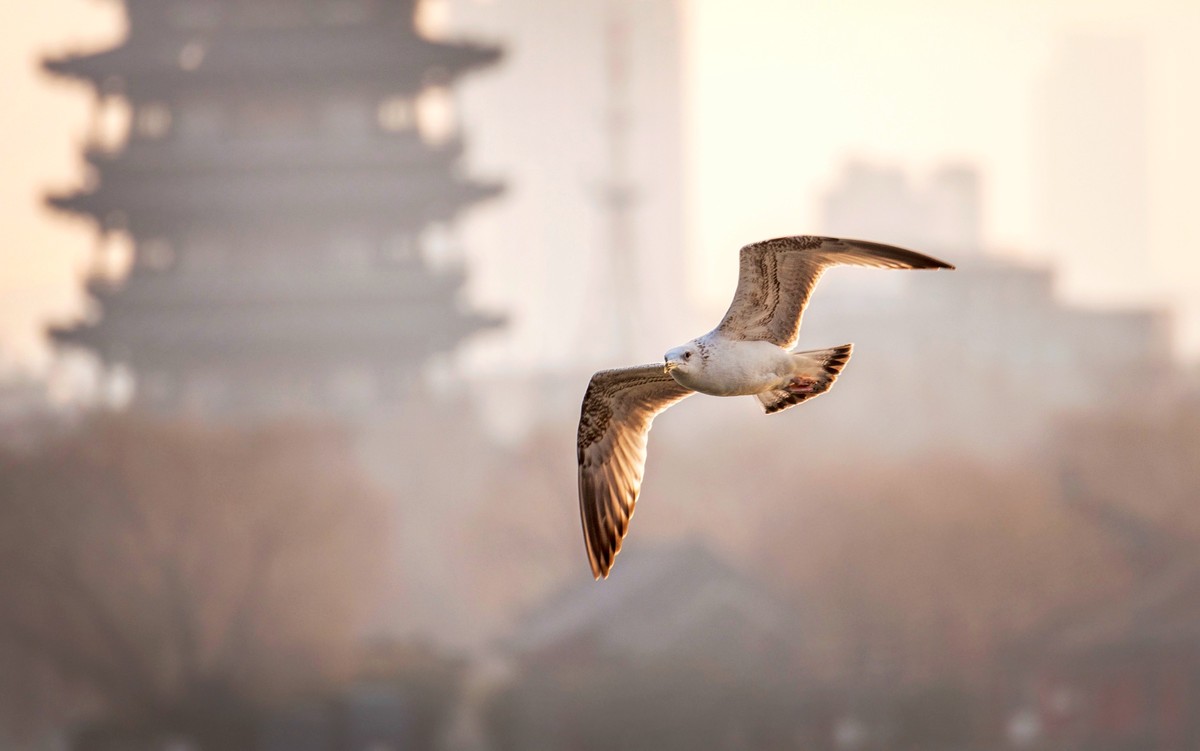 #花开春光寻美景#——草长莺飞  春光明媚