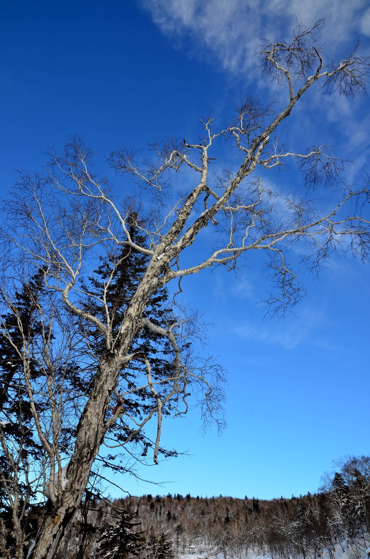 亚布力——二浪河子雪乡游拍（4）