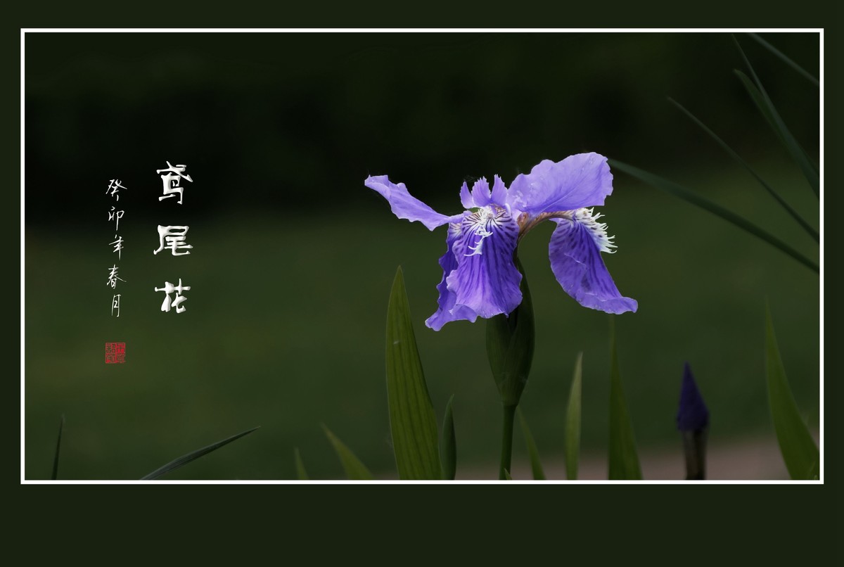 如同紫蝶草上舞的鸢尾花