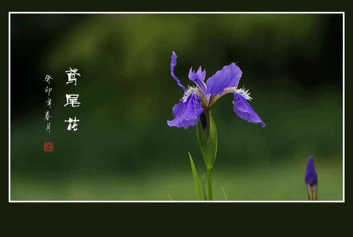 如同紫蝶草上舞的鸢尾花