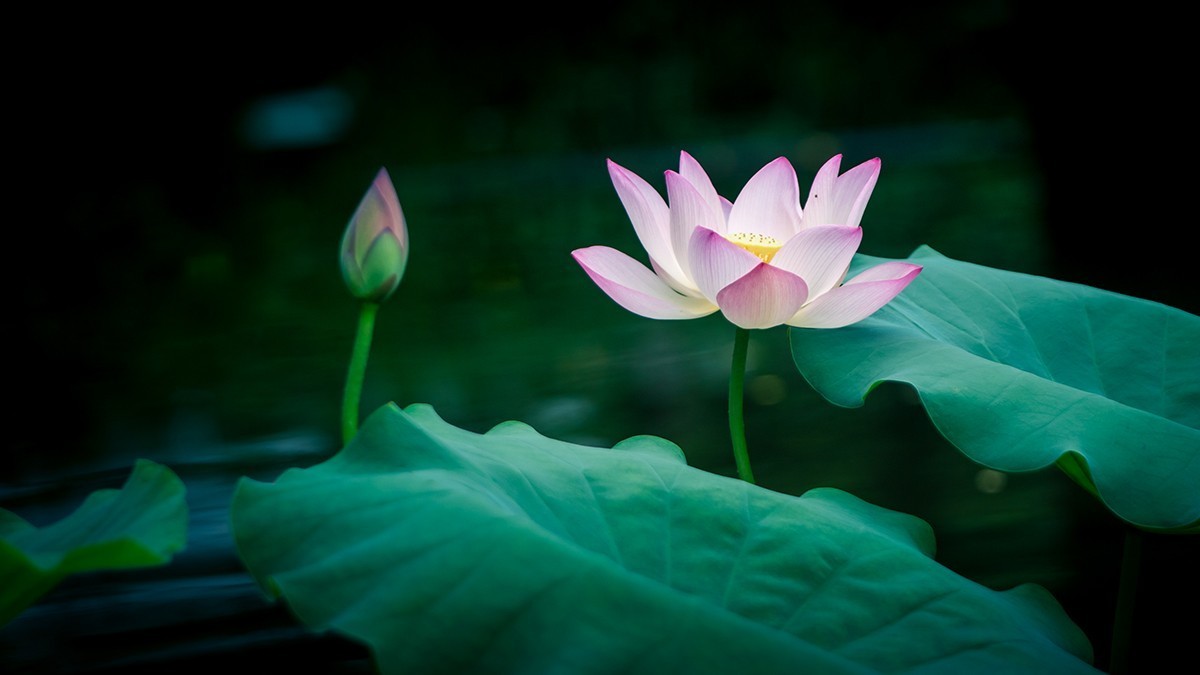 池塘乱拍！！！！！！！！