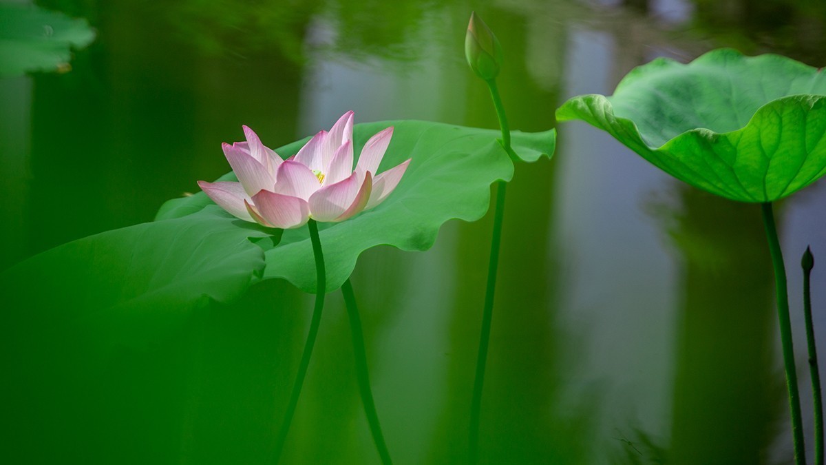 池塘乱拍！！！！！！！！