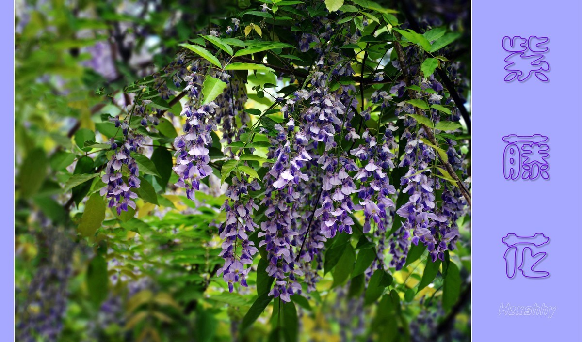 紫藤花（2023140）