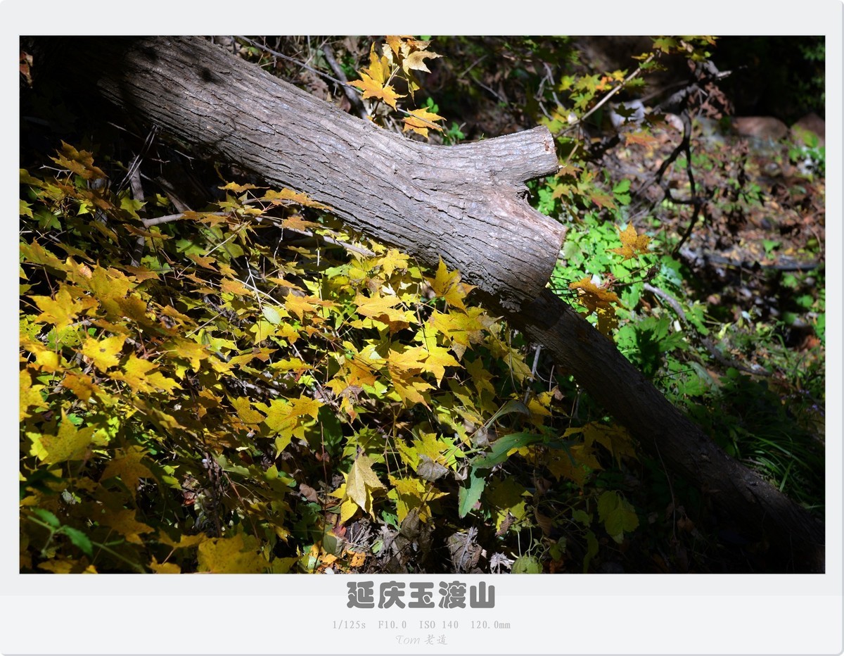 延庆玉渡山斑斓秋色