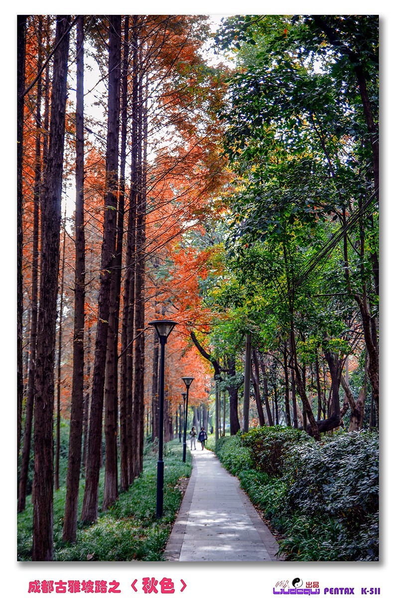 古雅坡路之〈秋色〉