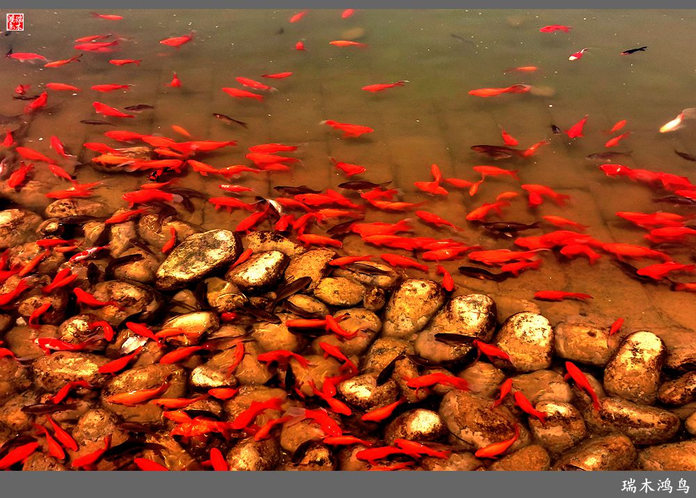 【说古话今大运河】西海子春色