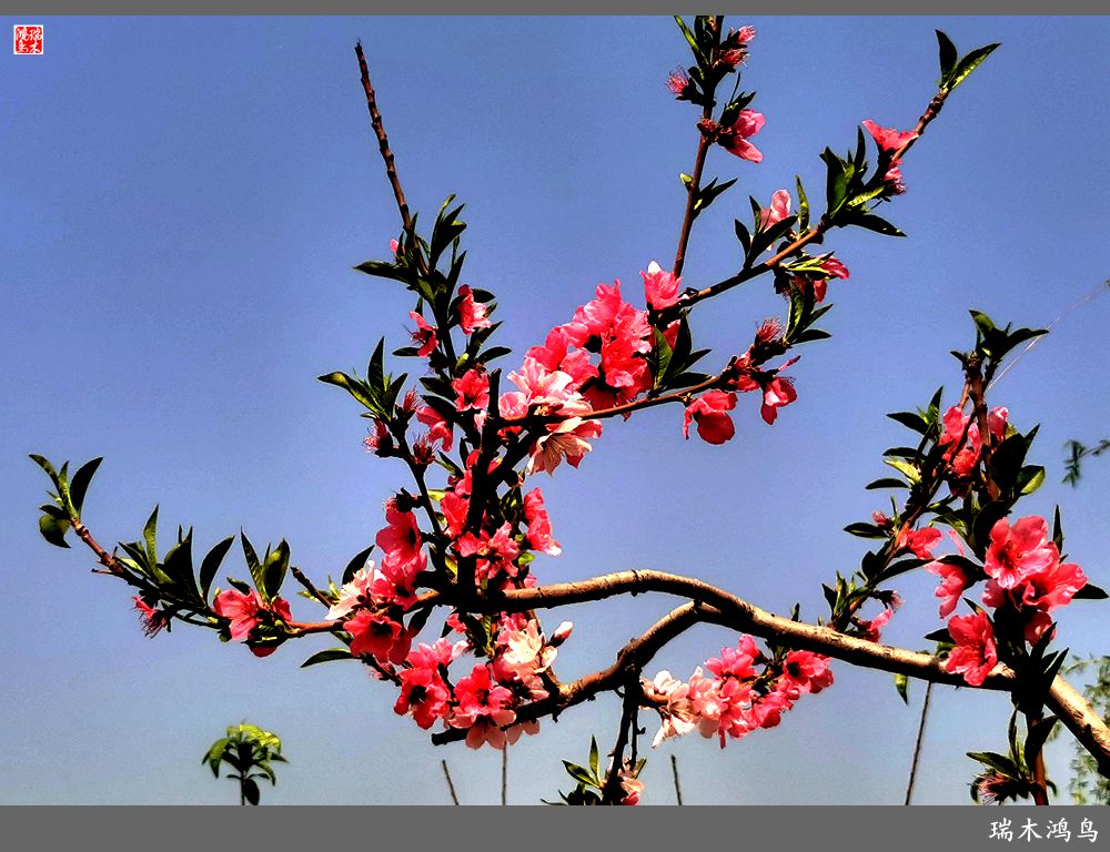 【说古话今大运河】西海子春色