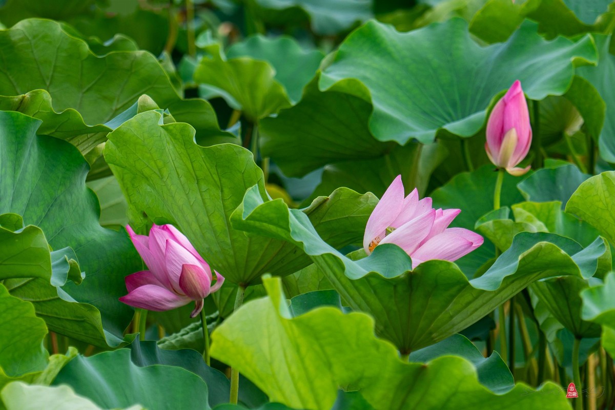 爱莲摄荷花（二）