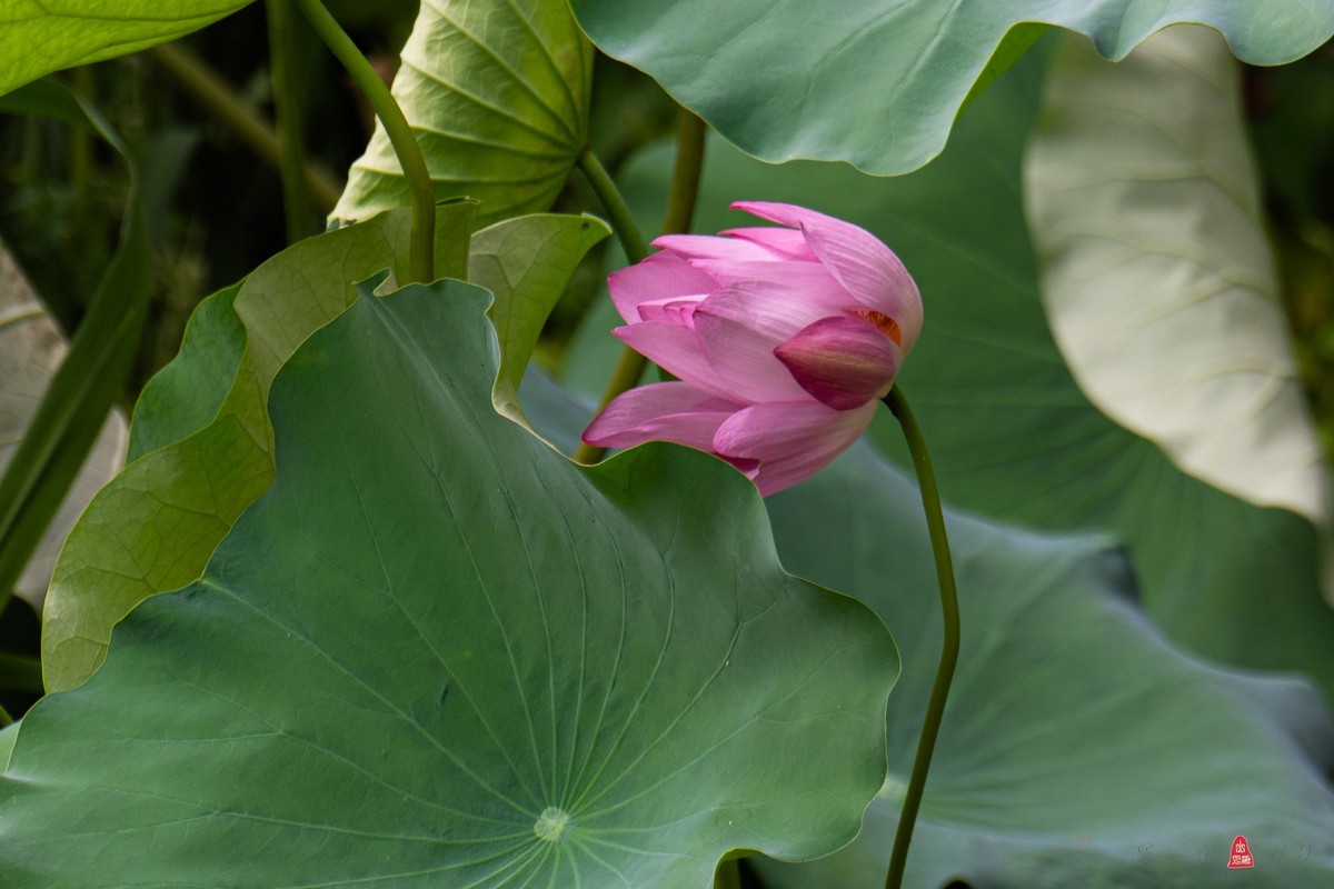 爱莲摄荷花（二）