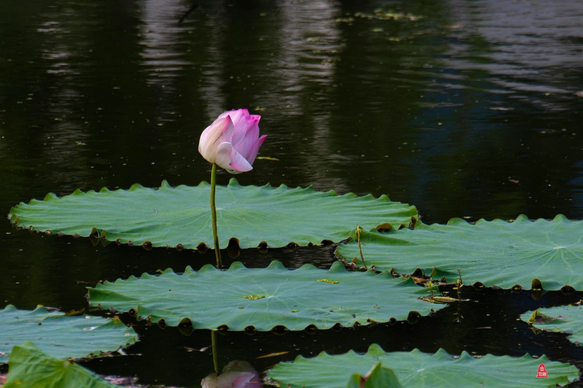 爱莲摄荷花（二）