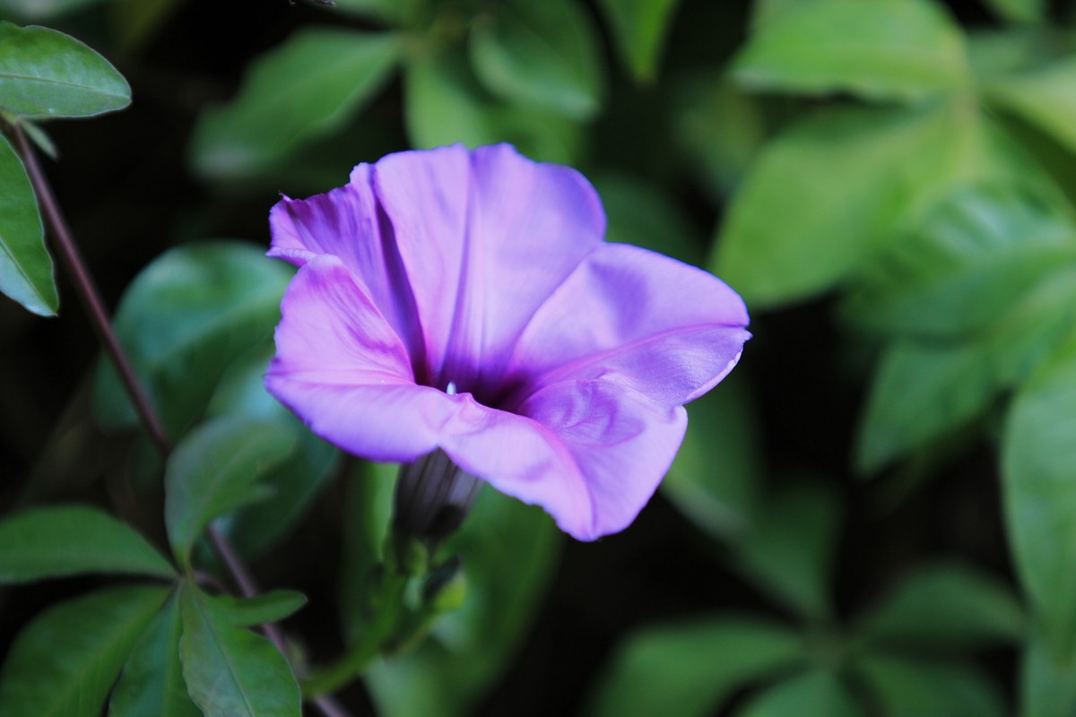 拍摄花卉一（430）