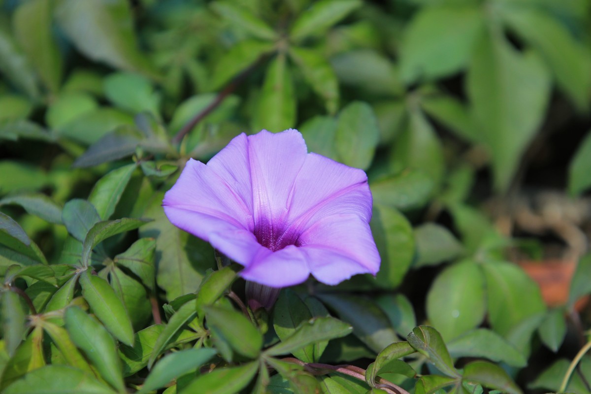 拍摄花卉一（430）