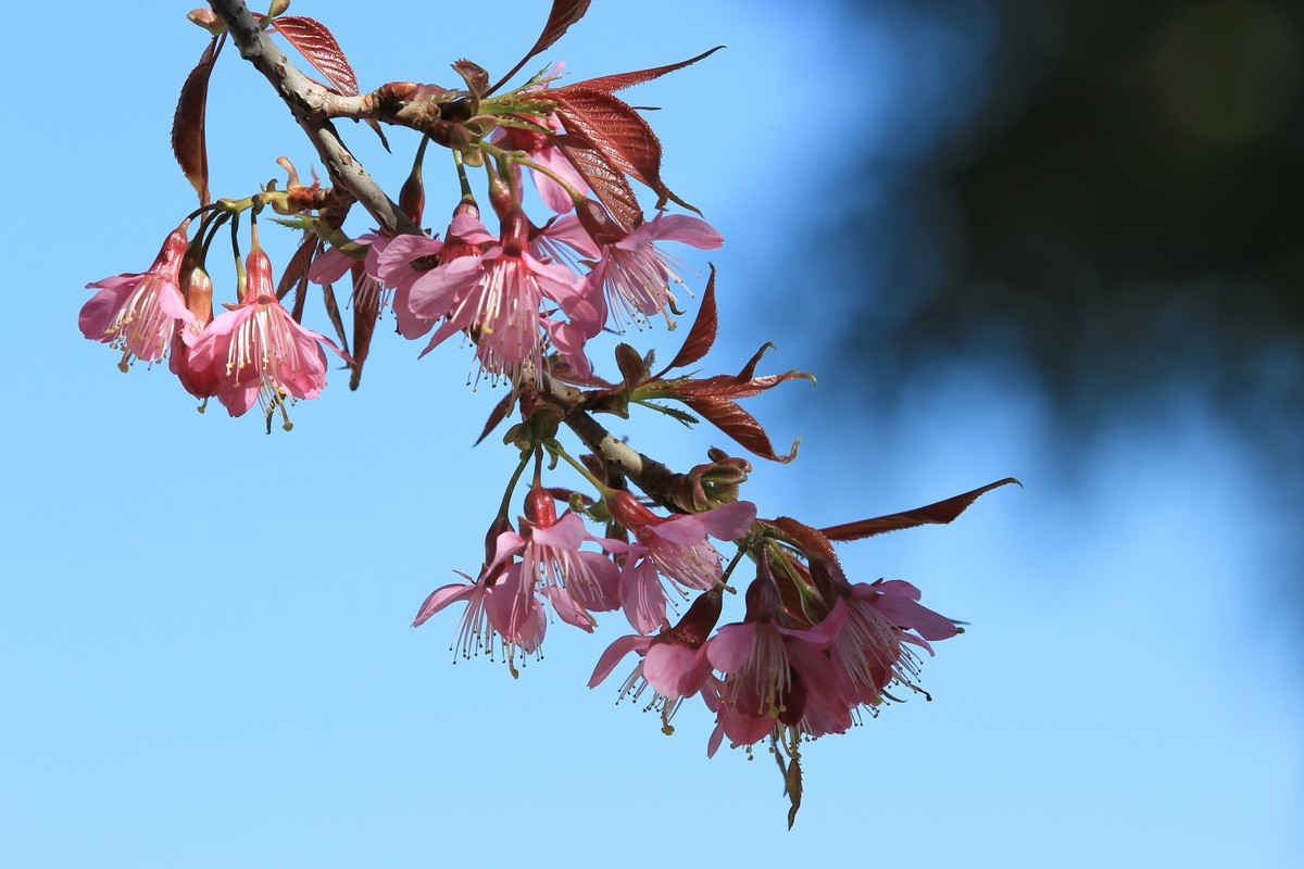 拍摄花卉一（430）