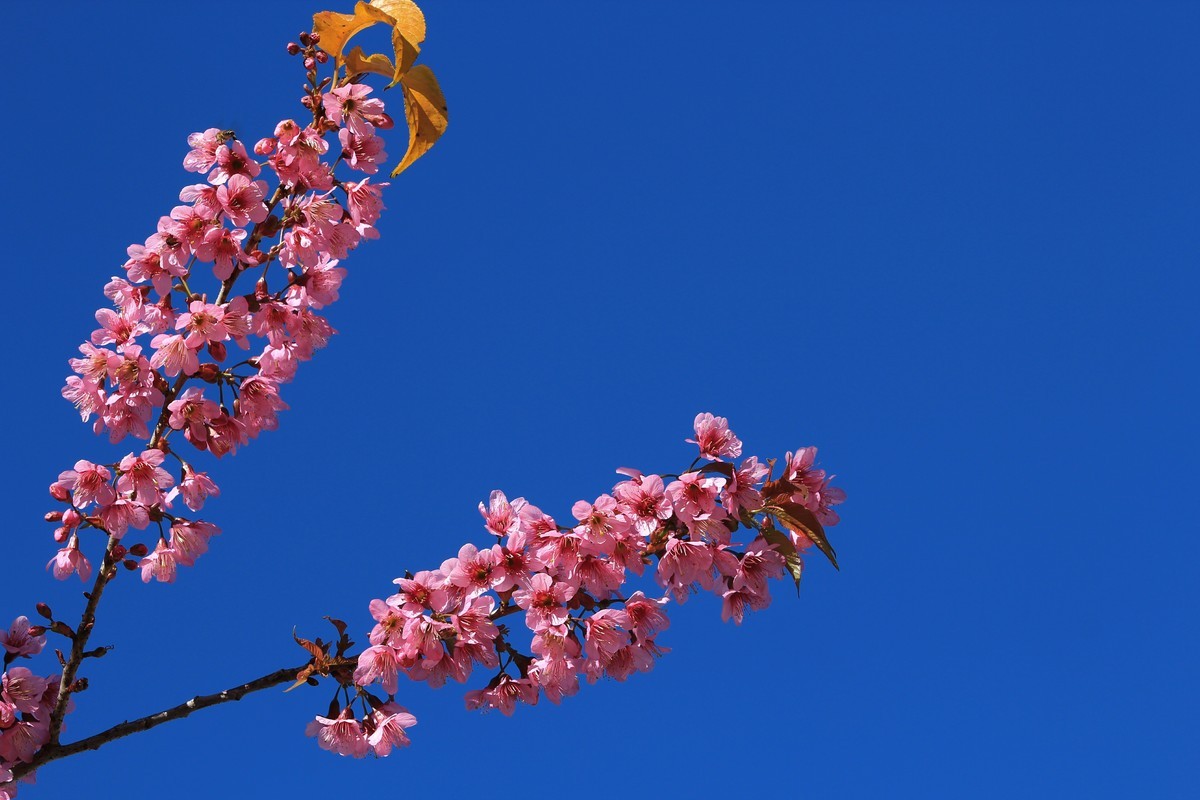拍摄花卉一（430）