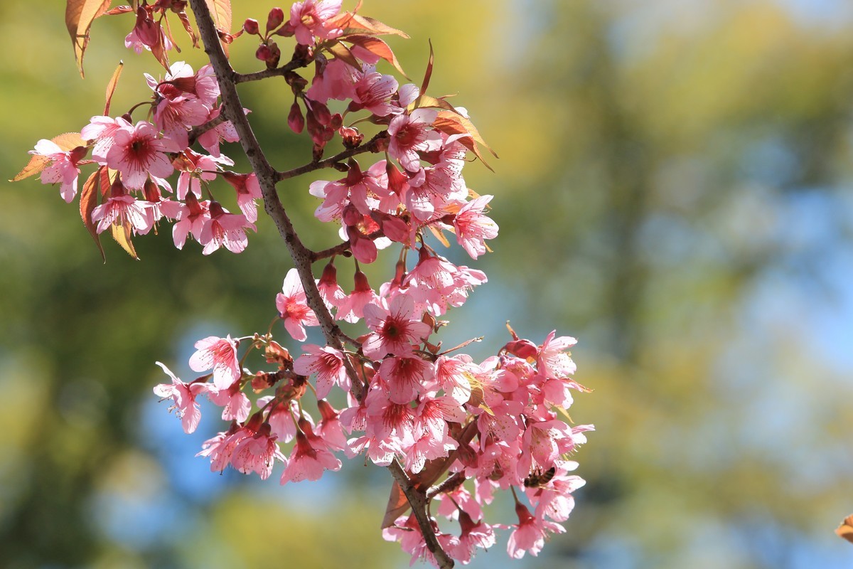 拍摄花卉一（430）