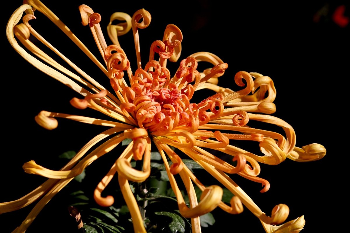 一年一度秋风劲——又闻菊香（三）