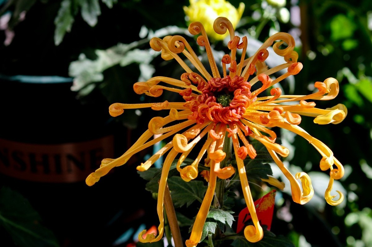 一年一度秋风劲——又闻菊香（三）