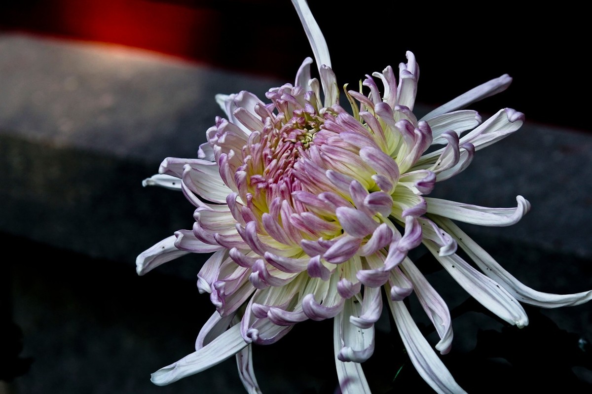 一年一度秋风劲——又闻菊香（三）