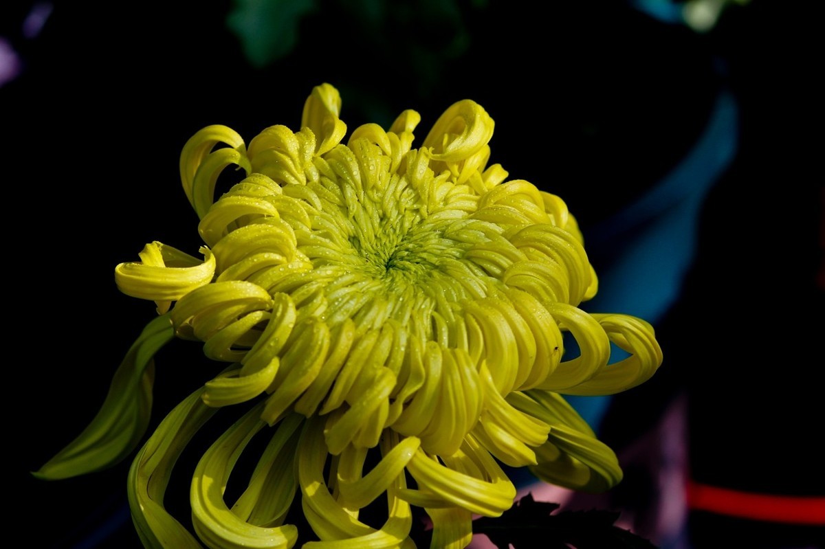 一年一度秋风劲——又闻菊香（三）