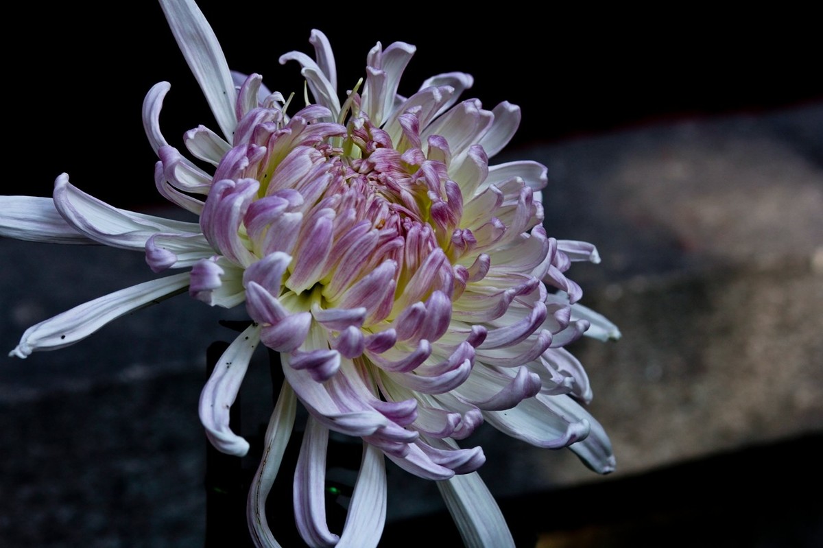 一年一度秋风劲——又闻菊香（三）