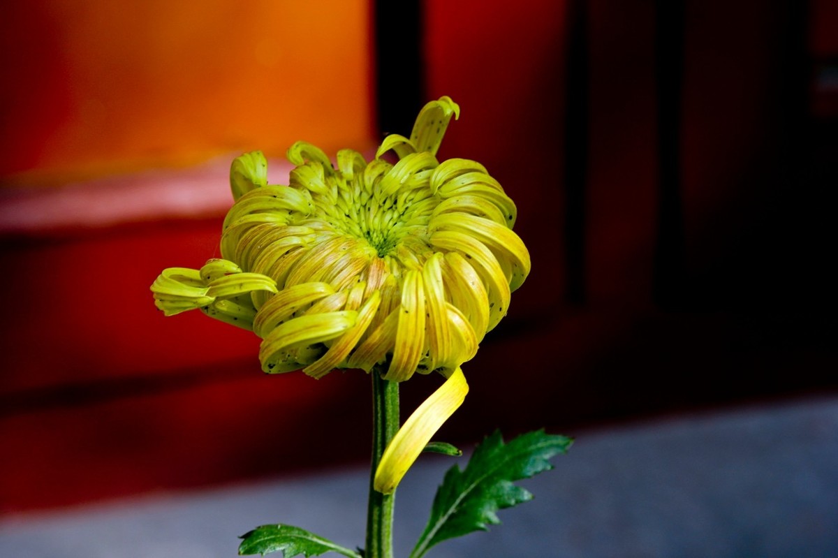 一年一度秋风劲——又闻菊香（三）