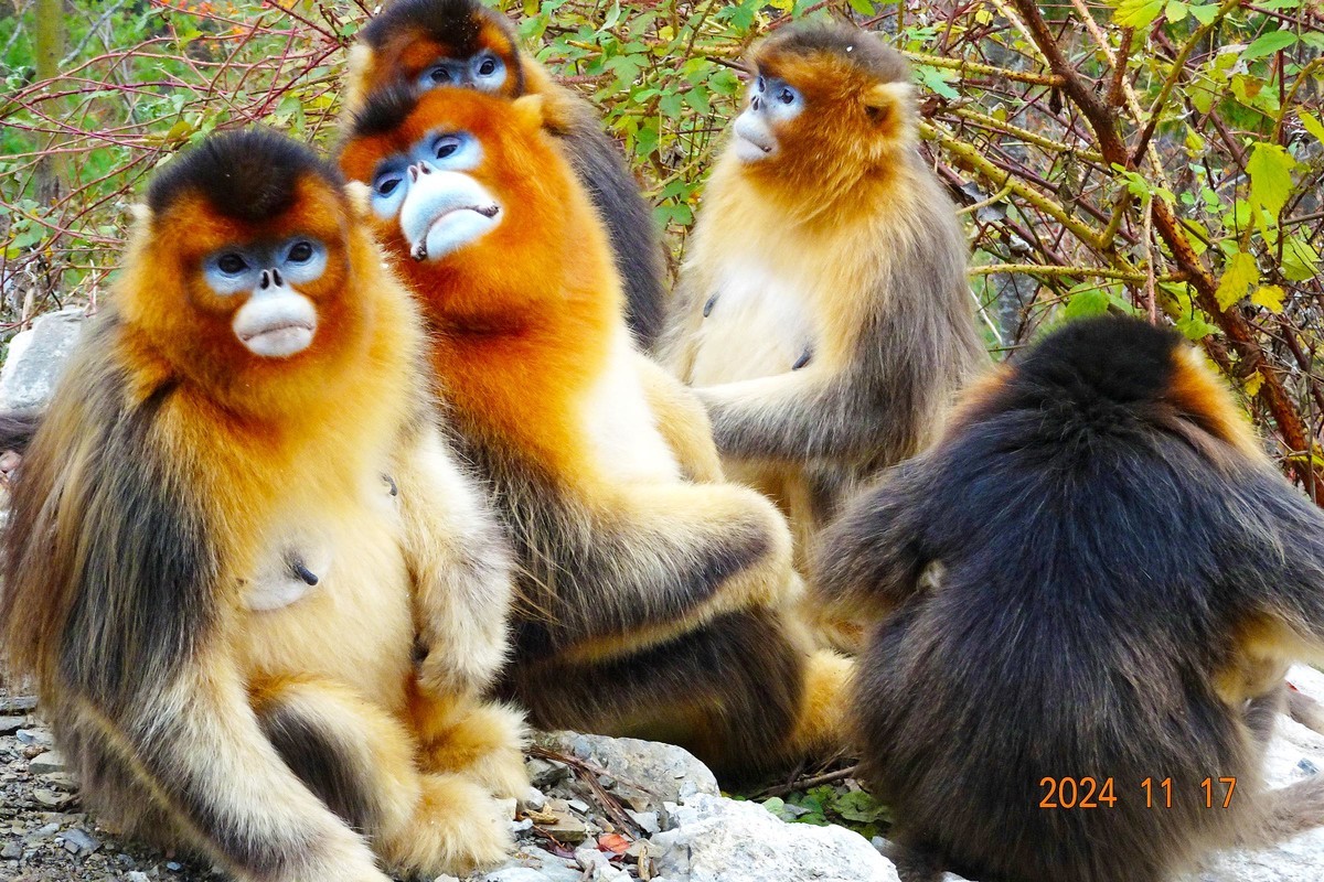 白河文明用语自然保护区