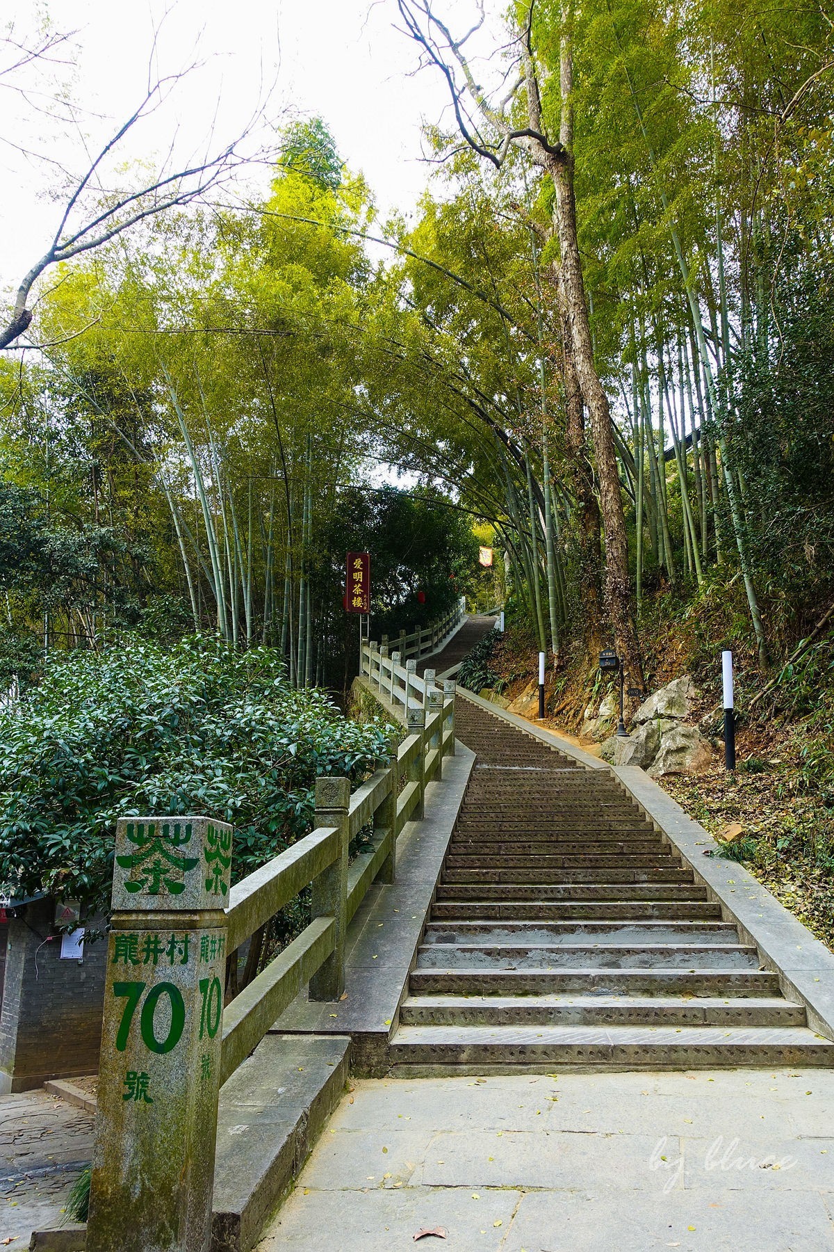 十里琅珰观茶园