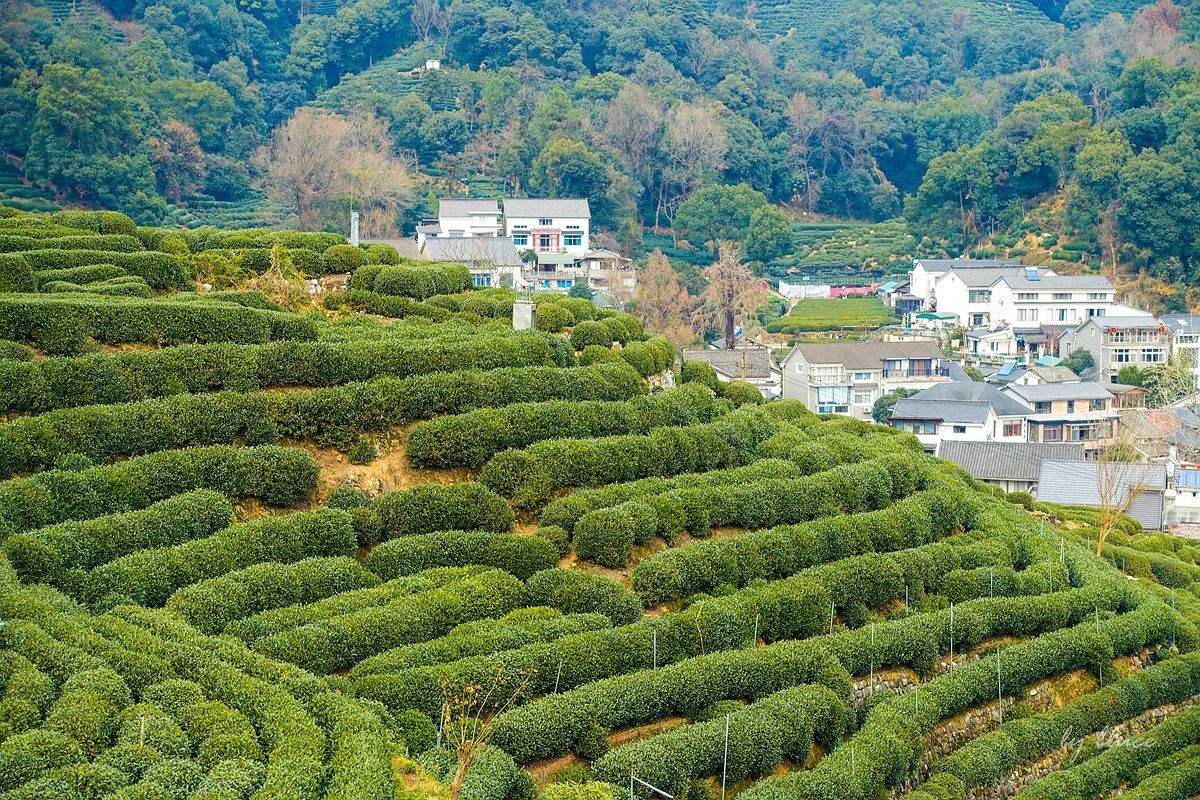 十里琅珰观茶园